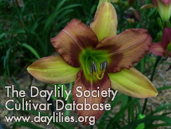 Daylily Simply Delirious